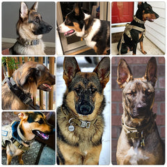 Dog Collar - S.E. Burks Global Marketplace